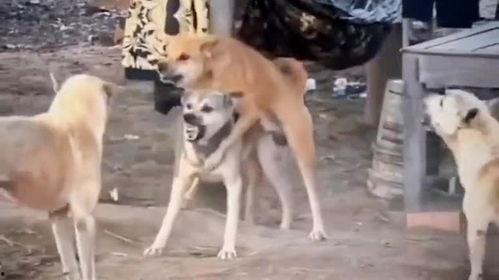 二狗爆料视频大全最新,揭秘娱乐圈幕后真相  第2张