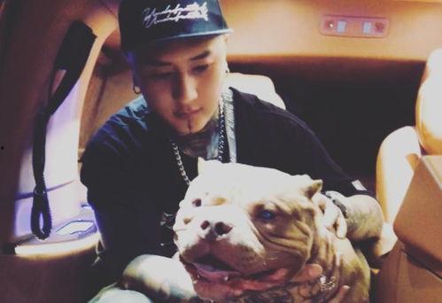 李舒克爆料辛巴视频播放,李舒克揭露视频播放背后的真相  第2张